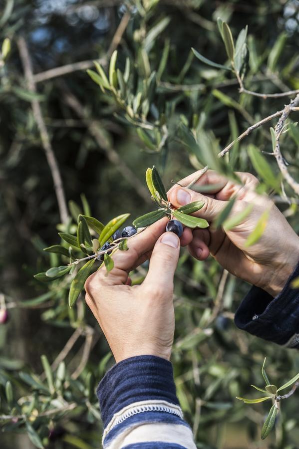 Tenuta San Felice 기아노델움브리아 외부 사진