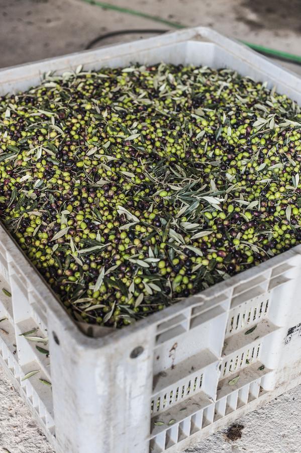 Tenuta San Felice 기아노델움브리아 외부 사진
