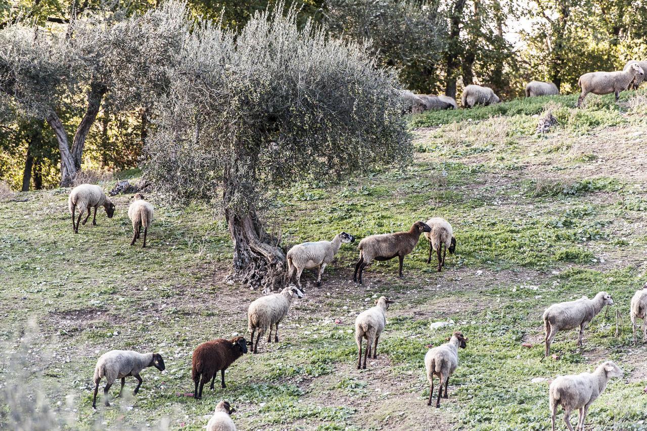 Tenuta San Felice 기아노델움브리아 외부 사진